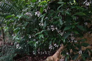 Chassalia violacea flowering in forest understory, way to Bondwa Peak, 1400 m asl, Uluguru Mts, Tanzania