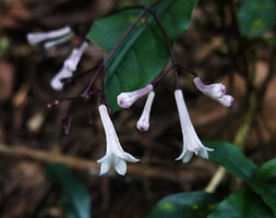Chassalia violacea, flowers at anthesis and somewhat recurved flower buds, way to Bondwa Peak, 1400 m asl, Uluguru Mts, Tanzania