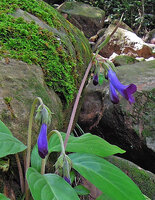  Chayamaritia smitinandii, flowers, Khao Khiew, Khao Yai NP, Thailand