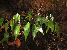 Cheiropleuria bicuspis, Fraser's Hill, Malaysia