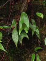 Cheiropleuria bicuspis on a vertical earth bank, Fraser&#039;s Hill, Malaysia