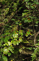 Microchirita micromusa population of annual individuals in flower  in September, Khao Yai NP, Thailand