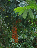 Chisocheton polyandrus, compound leaf and hanging infructescences, Deramakot FR, Sabah, Borneo