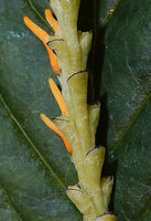 Chloranthus cf. nervosus, bracts edged with dark purple line enclosing the ovary with prominent stigma, Bidoup Nui Ba NP, Vietnam