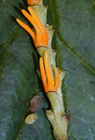 Chloranthus cf. nervosus, bracts, ovaries and androecium, Bidoup Nui Ba NP, Vietnam