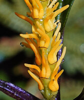 Chloranthus cf. nervosus, spike with yellow anther connectives very similar to the newly described Chloranthus flavus and green bracts edged with dark purple line, Bidoup Nui Ba NP, Vietnam