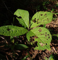 Chloranthus cf. nervosus, stem with pseudo verticillate four leaves and central terminal maturing infructescence, Bidoup Nui Ba NP, Vietnam