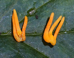 Chloranthus cf. nervosus, three lobed fleshy yellow androecium connectives, internal adaxial face with thecae and free external abaxial face, Bidoup Nui Ba NP, Vietnam