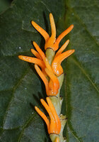 Chloranthus cf. nervosus, upper part of the spike with bright yellow fleshy three lobed androecium, Bidoup Nui Ba NP, Vietnam