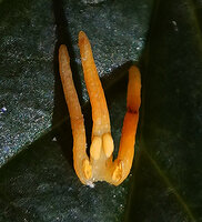 Chloranthus cf. nervosus, yellow three lobed fleshy androecium with two thecae at the base of median lobe and single one on very base of each lateral lobe, Bidoup Nui Ba NP, Vietnam