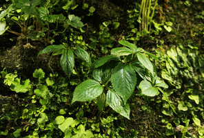 Chloranthus japonicus on the vertical garden, Shinkansen station, Yamaguchi, Japan