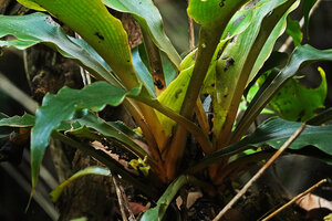 Chlorophytum filipendulum subsp. amaniense, almost vertical gutter shaped petioles collecting rain water and night dew just as the tank Bromeliaceae, Amani, 500 m asl, East Usambara, Tanzania