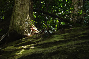 Chlorophytum filipendulum subsp. amaniense at the top of a mossy rock in forest, Amani, 500 m asl, East Usambara, Tanzania