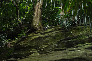 Chlorophytum filipendulum subsp. amaniense at the top of a mossy rock in the forest understory, Amani, 500 m asl, East Usambara, Tanzania