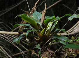 Chlorophytum filipendulum subsp. amaniense on a tree stump, channeled gutter shaped pale orange petioles,  Amani, 500 m asl, East Usambara, Tanzania
