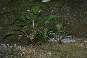 Chlorophytum filipendulum subsp. amaniense, plants in a vertical rock fissure, Amani, 500 m asl, East Usambara, Tanzania
