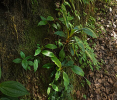 Chlorophytum filipendulum subsp. amaniense, small population at the base of a vertical mossy rock, Amani, 500 m asl, East Usambara, Tanzania