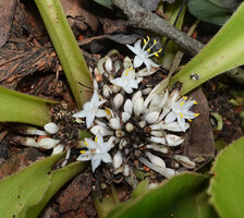 Chlorophytum geophilum, congested inflorescence and canaliculate short petiole, Kisensegere, Rukwa, 1200 m asl, Tanzania