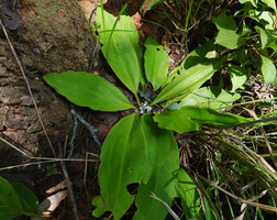 Chlorophytum geophilum, flowering individual on earth bank, Kisensegere, Rukwa, 1200 m asl, Tanzania