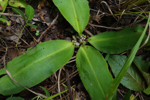 Chlorophytum geophilum, four leaved rosette appressed to the soil, Kisensegere, Rukwa, 1200 m asl, Tanzania