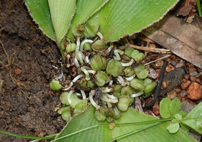 Chlorophytum geophilum, hairy leaf margin and maturing capsular fruits, Kisensegere, Rukwa, 1200 m asl, Tanzania
