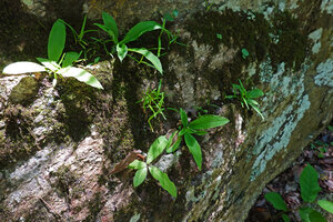 Chlorophytum geophilum, individuals in vertical rock fissures, Kisensegere, Rukwa, 1200 m asl, Tanzania