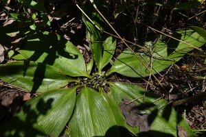 Chlorophytum geophilum, shiny leaves with prominent nerves and maturing capsular fruits, Kisensegere, Rukwa, 1200 m asl, Tanzania