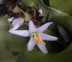 Chlorophytum stenopetalum, flower, Sanje waterfall, Udzungwa NP, Tanzania