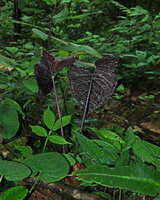 Chlorospatha atropurpurea, dark purple under surface of the leaf blade, Mashpi FR, Pichincha, Ecuador