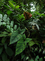 Chlorospatha atropurpurea flowering in shaded forest edge, Mashpi FR, Pichincha, Ecuador