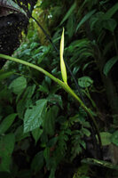 Chlorospatha atropurpurea, inflorescence emerging from the top of the leaf sheath, in the middle of the leaf stalk, Mashpi FR, Pichincha, Ecuador