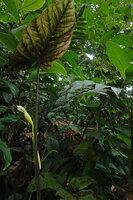 Chlorospatha atropurpurea, leaf and two inflorescences emerging from the pseudo petiole, Mashpi FR, Pichincha, Ecuador