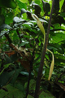 Chlorospatha atropurpurea, two successive inflorescences emerging from the pseudo petiole, Mashpi FR, Pichincha, Ecuador