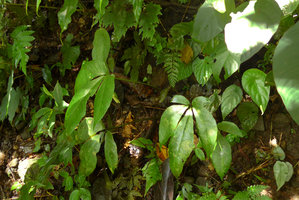 Christensenia aesculifolia and Cyrtandra peltata, Anai Valley,West Sumatra
