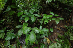 Christensenia aesculifolia, Imbu Rano, Kolombangara, Solomon Islands