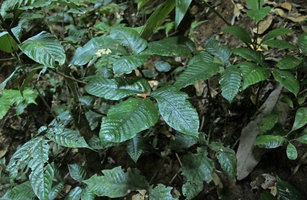 Christensenia aesculifolia on subvertical earth bank in deep shade in forest understory, Putao, Kachin, Myanmar