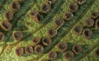 Christensenia aesculifolia, raised brown sori and huge permanently open stomata, the biggest among vascular plants, Putao, Kachin, Myanmar