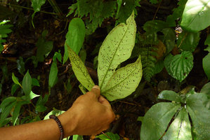Christensenia aesculifolia, sori dispersed on frond abaxial undersurface, surrounded by a Costus, a Begonia, ferns and  Cyrtandra peltata, Anai Valley,West Sumatra