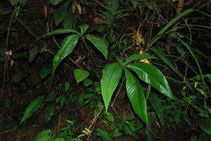 Christensenia aesculifolia, Ulu Temburong, Brunei