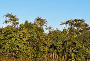 Chrysalidocarpus lutescens on white sand hill, Manambato, Canal des Pangalanes, Madagasca