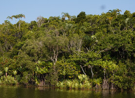 Chrysalidocarpus lutescens population on white sand hill, Pandanus platyphyllus and Pandanus rollotii on canal banks, Manambato, Canal des Pangalanes, Madagascar
