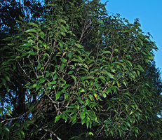 Crownlet, growth and necrosis in the Rainforest Canopy, Ulu Temburong, Brunei