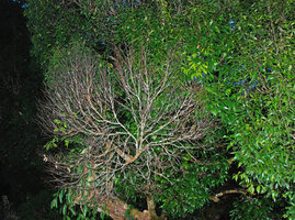 Global necrosis of a crownlet in the Rainforest Canopy, Ulu Temburong, Brunei