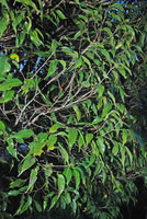 Apical shoot ramification of a crownlet in the Rainforest Canopy, Ulu Temburong, Brunei
