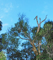 Crownlets, Necrosis and broken Branches in the Rainforest Canopy, Ulu Temburong, Brunei