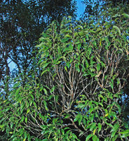 Defoliated basal parts of the shoots in a crownlet in the Rainforest Canopy, Ulu Temburong, Brunei