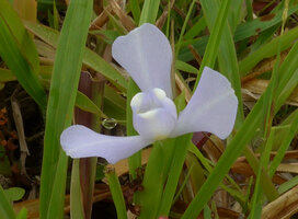 Cipura paludosa, flower, lateral view, Cano Cristales, Serrania Macarena, Meta, Colombia 