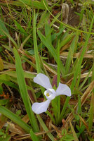 Cipura paludosa, leaves and flower, Cano Cristales, Serrania Macarena, Meta, Colombia 