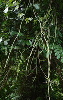 Cissus aralioides subsp. orientalis, hanging succulent stems, Ngezi FR, Pemba, Tanzania