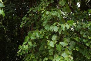 Cissus integrifolia climbing on a tree at forest edge, hanging flowering stems, way to Sonjo waterfall, Udzungwa NP, Tanzania